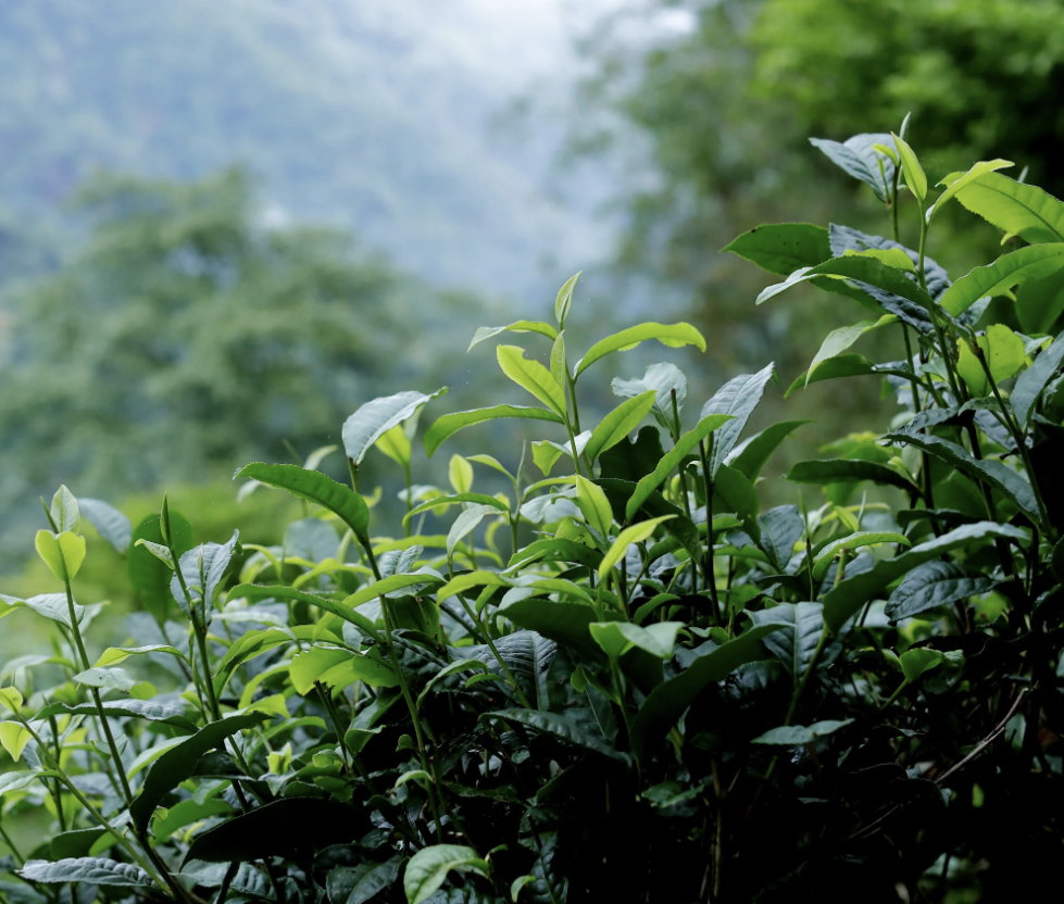 Kirishima tea gardens, Kagoshima, Japan